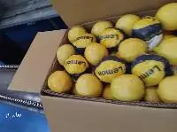 Premium Quality Fresh Egyptian Lemon Eureka