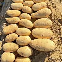 Premium Quality Fresh Potatoes Desert Spunta