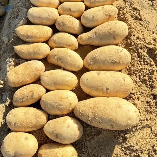 Premium Quality Fresh Potatoes Desert Spunta