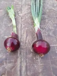 Premium Quality Egyptian Red & Yellow Onion