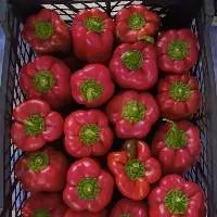 Fresh Bell Pepper (Red - Yellow - Green )