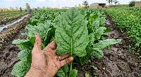 Premium Quality Egyptian Fresh Spinach