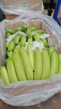 Premium Quality Fresh Egyptian Banana