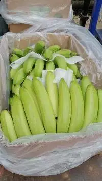 Premium Quality Fresh Egyptian Banana