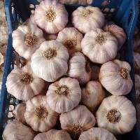 Premium Quality Fresh Egyptian Garlic
