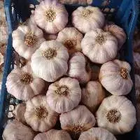 Premium Quality Fresh Egyptian Garlic