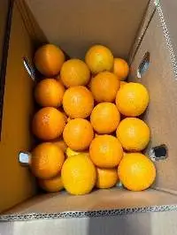 Premium Quality Fresh Egyptian Orange