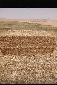 Premium Alfalfa / Lucerne Hay