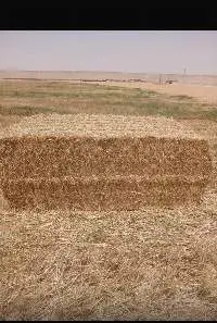 Premium Alfalfa / Lucerne Hay