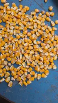 Yellow Corn - Maize - Feed Corn Or Feed Maize