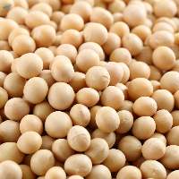 High Grade Natural Soybeans Bulk Supply