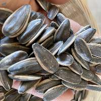 Fresh Natural Sunflower Seeds Export Quality