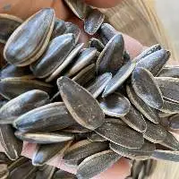 Fresh Natural Sunflower Seeds Export Quality