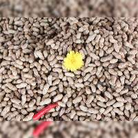 Pure Cotton Seeds for Agricultural Use