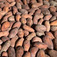 Premium Natural Cocoa Beans for Export