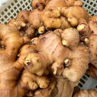 Premium Fresh Ginger Root for Export