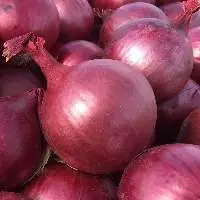 Fresh Premium Onions for Global Buyers