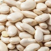 High Quality White Beans for Wholesale