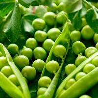 Premium Pigeon Peas for Global Wholesale