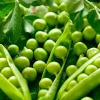 Premium Pigeon Peas for Global Wholesale