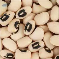 Fresh Cowpeas Wholesale for Export Markets