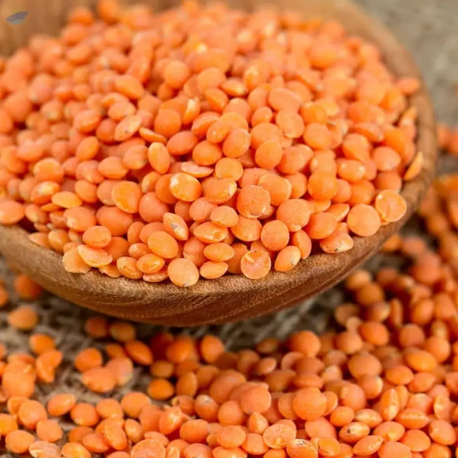 High-Quality Lentils for International Trade