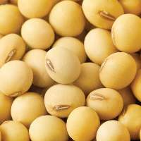 High-Grade Soybeans at Competitive Prices