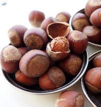 Premium Hazelnuts for Global Buyers