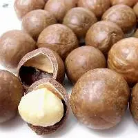 High Quality Macadamia Nuts Bulk Supply