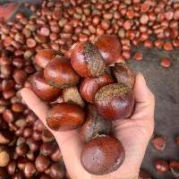 Sweet Natural Chestnuts at Wholesale Prices