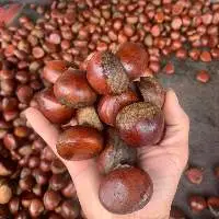 Sweet Natural Chestnuts at Wholesale Prices