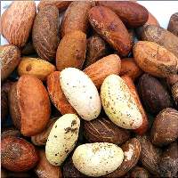 Fresh Quality Kola Nuts Wholesale Supply