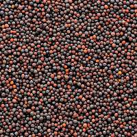 High Quality Mustard Seeds Wholesale Supply