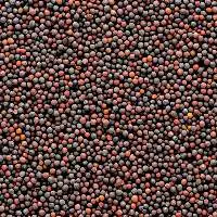 High Quality Mustard Seeds Wholesale Supply