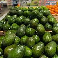 Export Quality Avocados at Competitive Prices