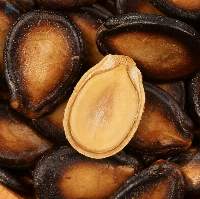 Natural Watermelon Seeds for Global Buyers