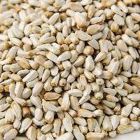 High Quality Safflower Seeds Bulk Supply