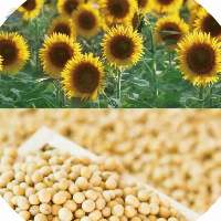 Functional Food Ingredients Manufacturer
