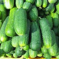 Premium Quality Indian Fresh Cucumber
