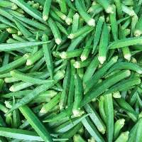 Premium Quality Fresh Lady Finger / Okra