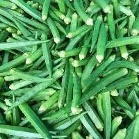 Premium Quality Fresh Lady Finger / Okra