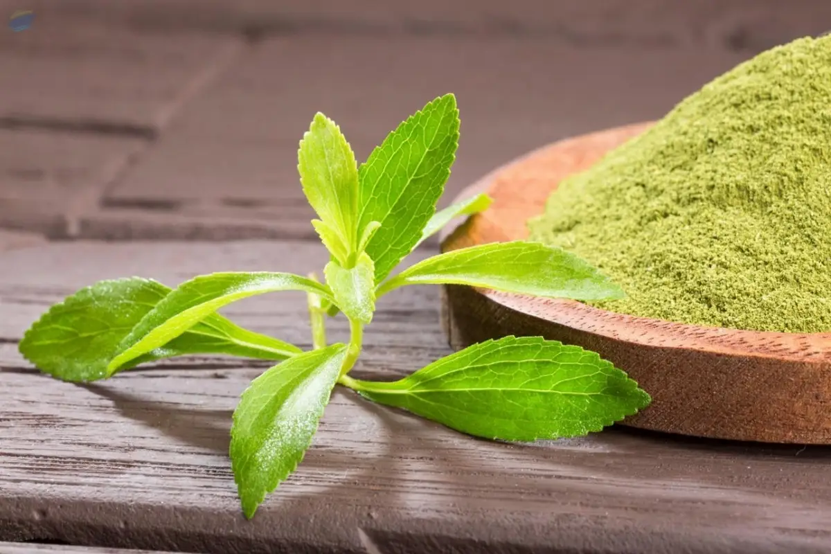 Stevia Leaf Powder Export Quality