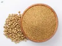 Dried Coriander Seed Powder