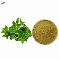 Premium Dried Oregano Powder