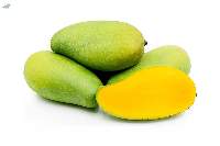 Fresh Indian Dasheri Mangoes