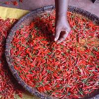 Red Chili Pepper