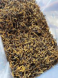 Himalayan Caterpillar Fungus( Yarshagumba)