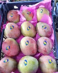 Fresh Egyptian Mangoes
