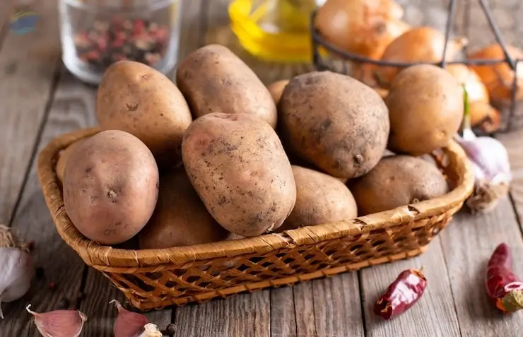 Premium Fresh Potato Export Quality
