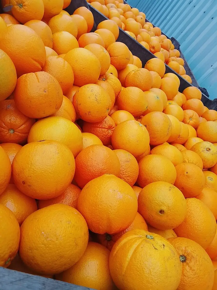 Naranjas Frescas Y De Alta Calidad